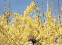 Claire in the Forsythia, Rockport, Maine 2010